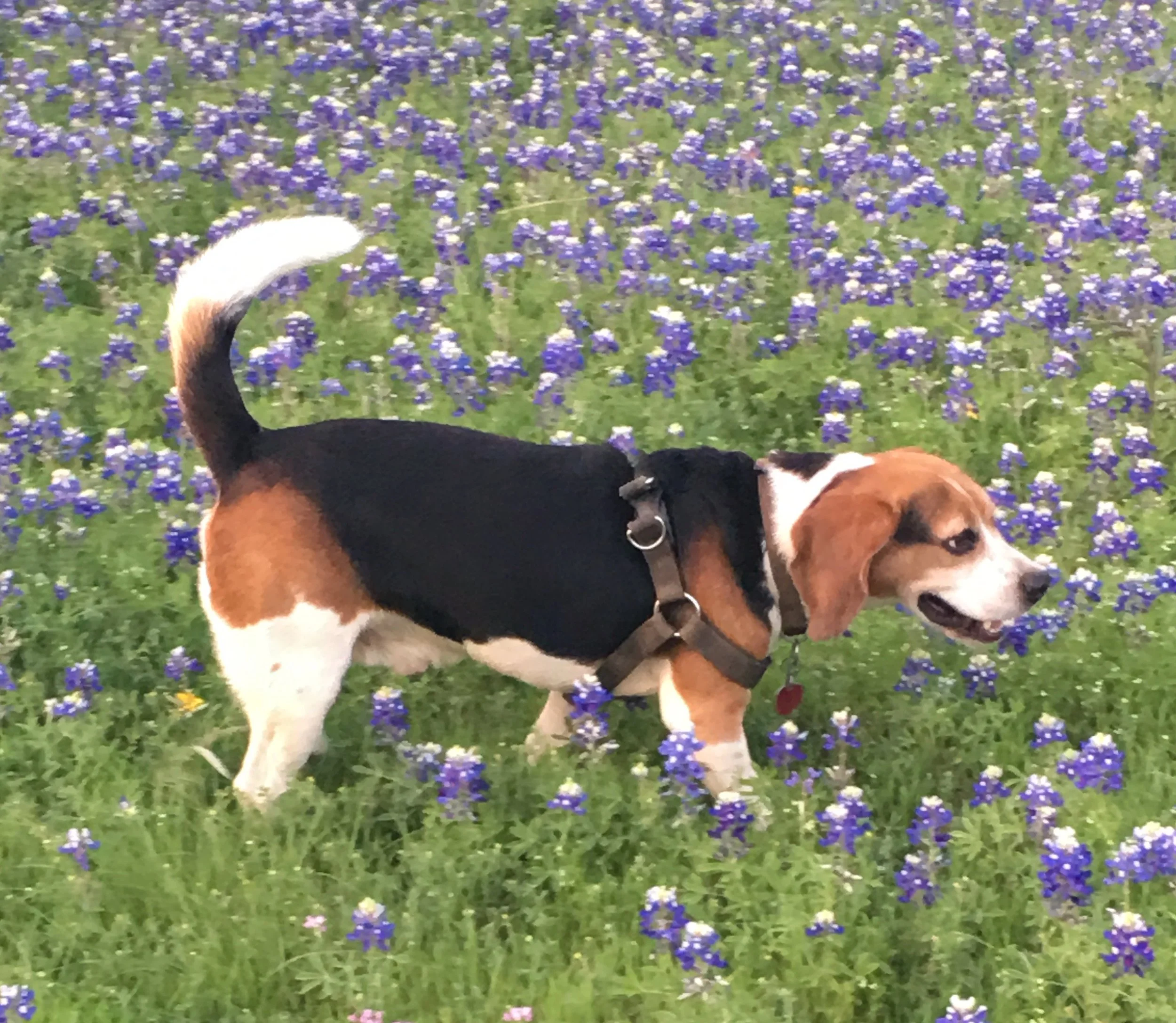 Sebastian 2017 walk.jpeg