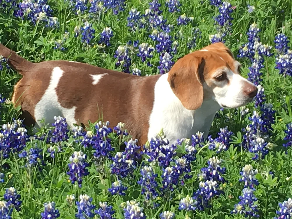 Beagle Puppy Tips: Essential Guide for Happy, Healthy Pups