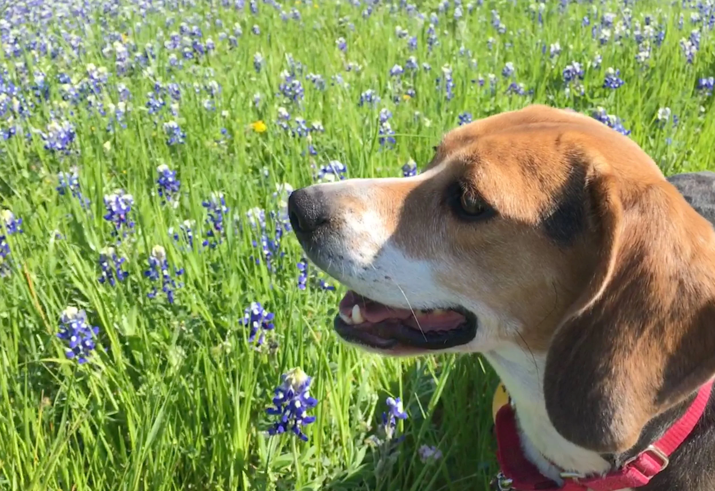Molly 4-2019.jpg