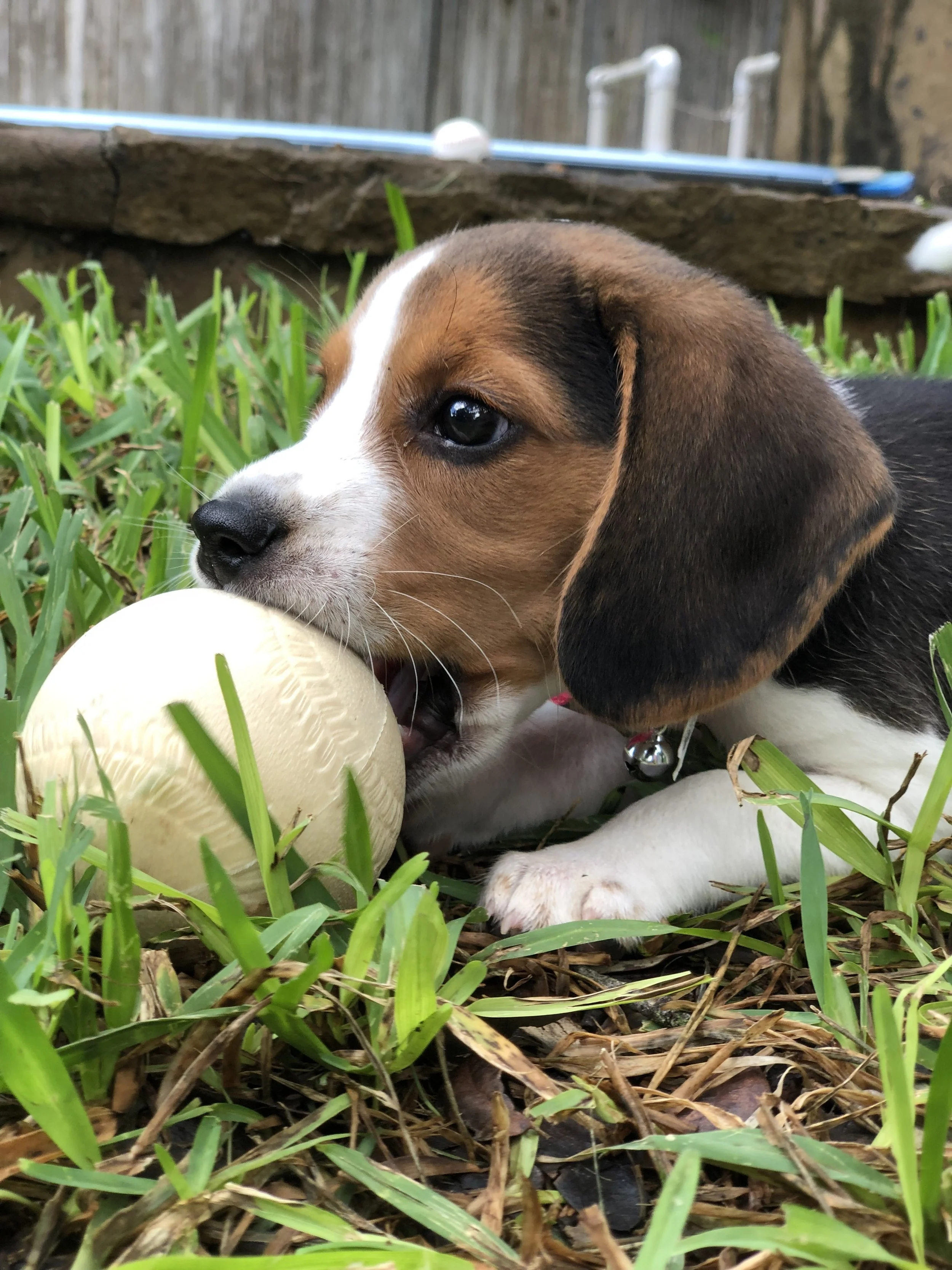 Harper captain America eight weeks.jpeg