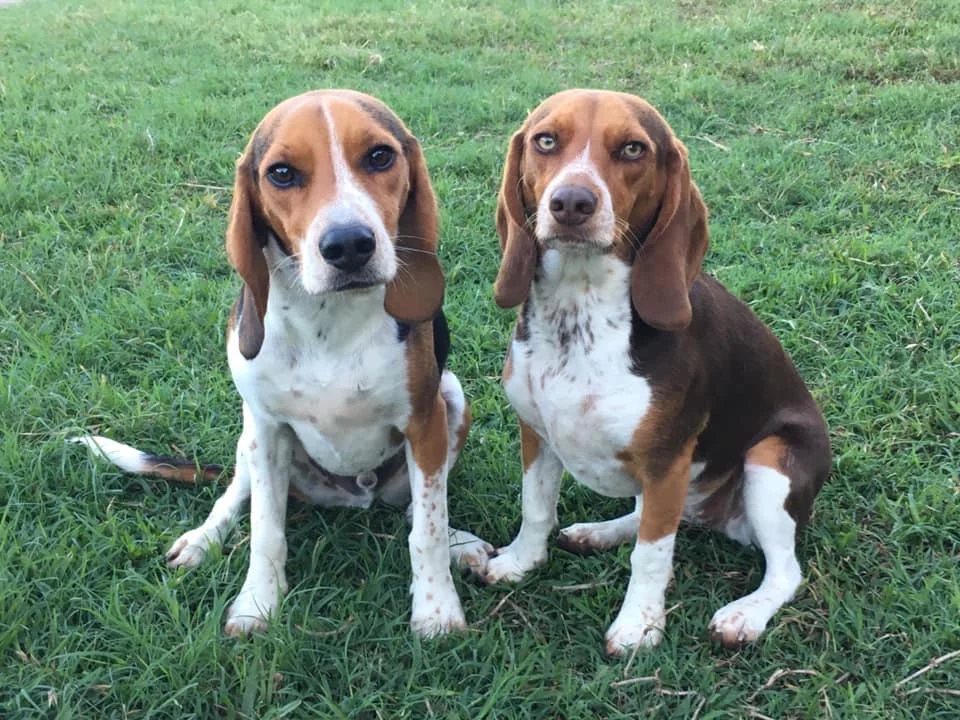 Beau (30lbs) Belle (26lbs) 1yr