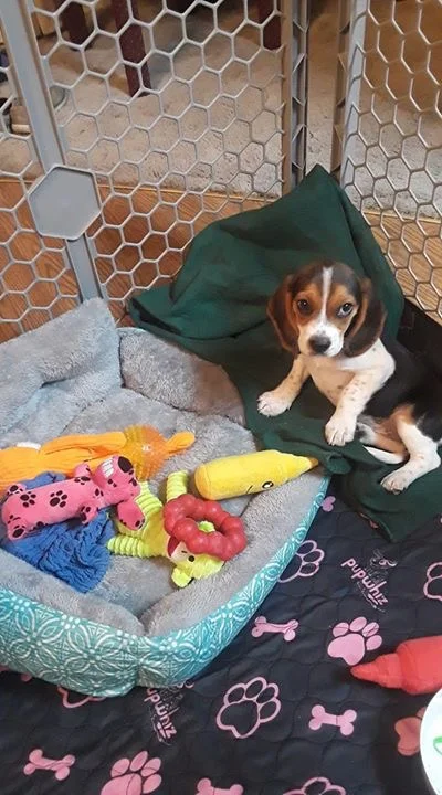 harley 8 wks gracie.JPG