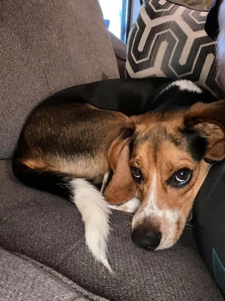 Winston 1yr 22lbs
