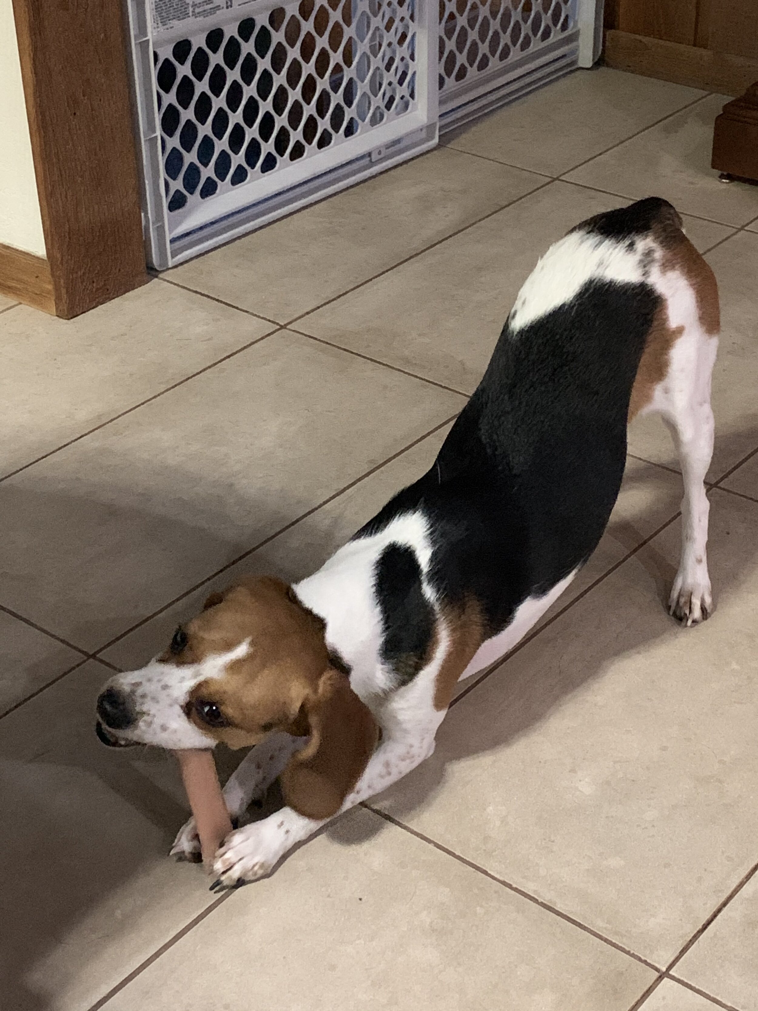 Bailey 1yr 21lbs