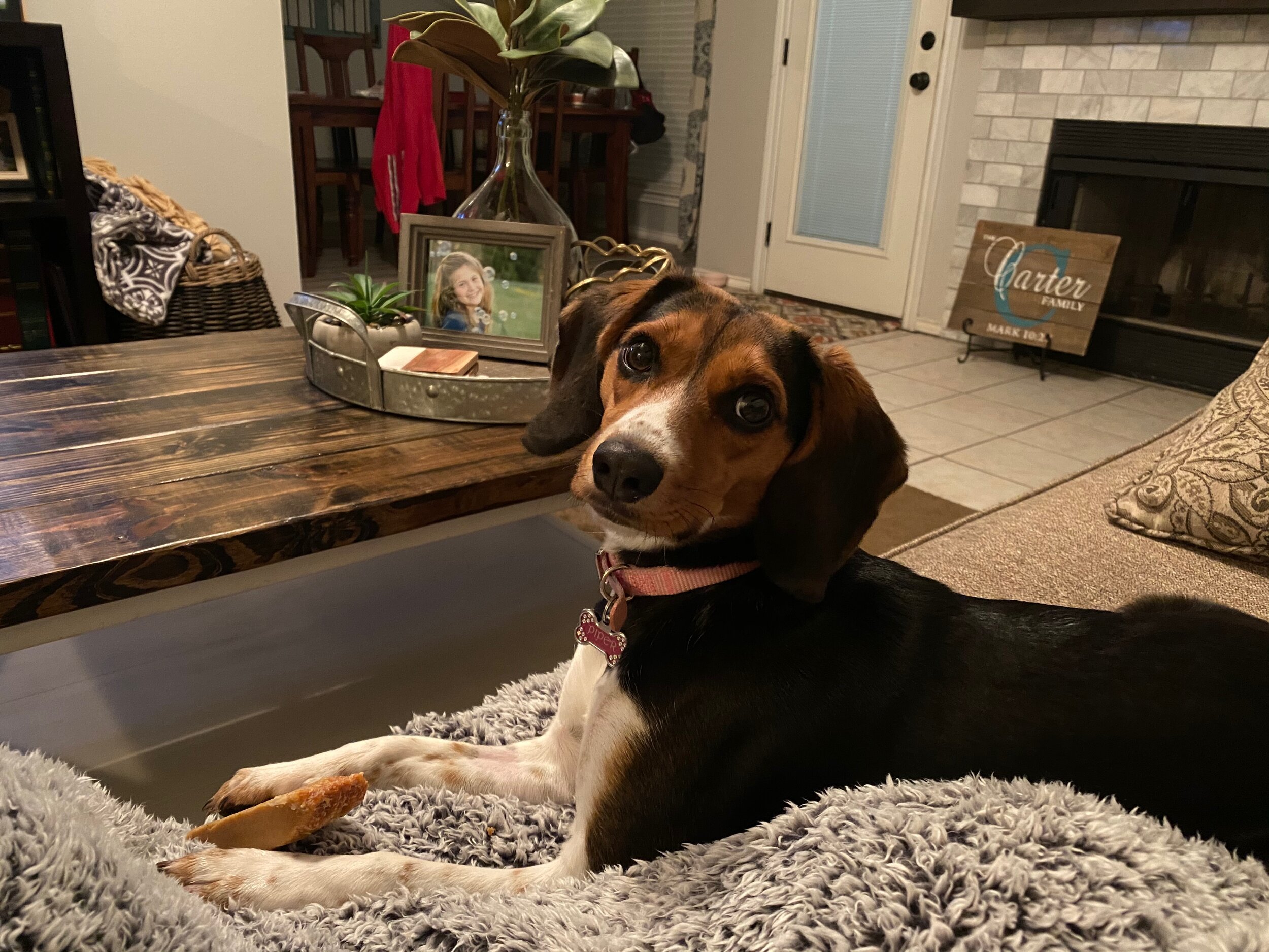 Piper 1yr 20lbs