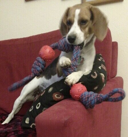Bella 1yr 18lbs