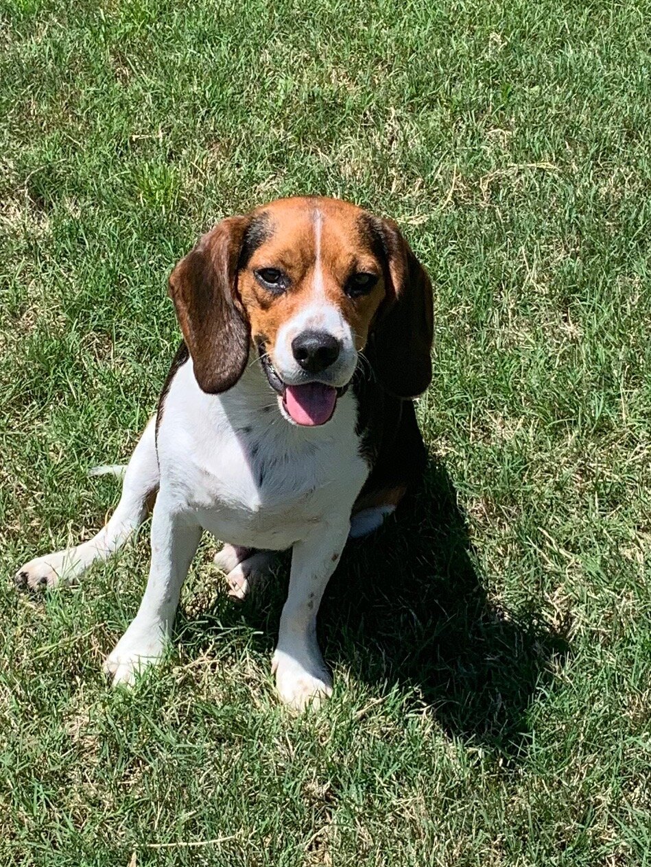 Gunner 1yr 30lbs