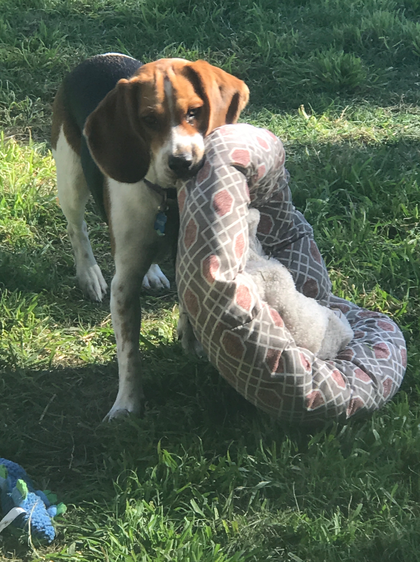 Walter 1yr 25lbs