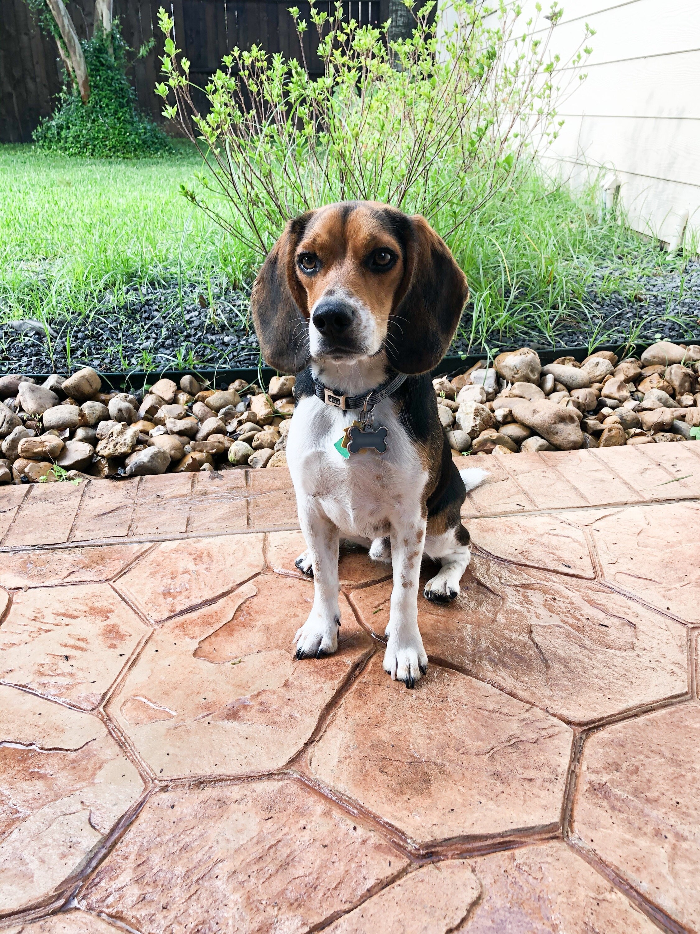 Jax 1yr 22lbs