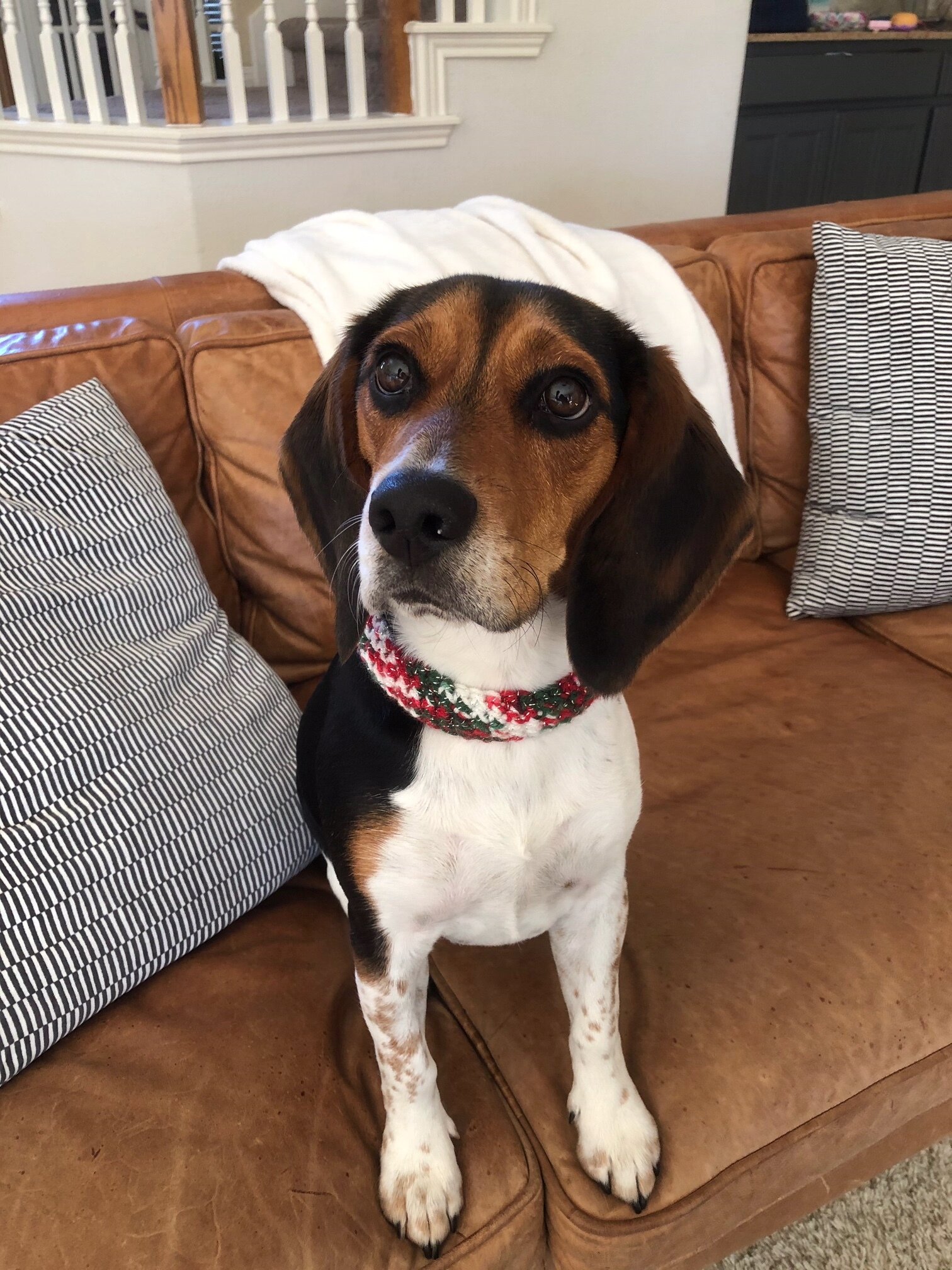 Louie 1yr