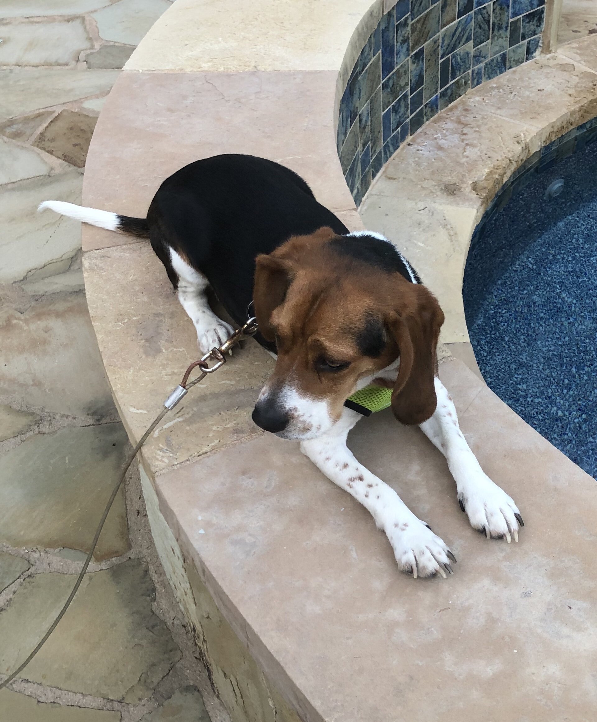 Baker 1yr 25lbs