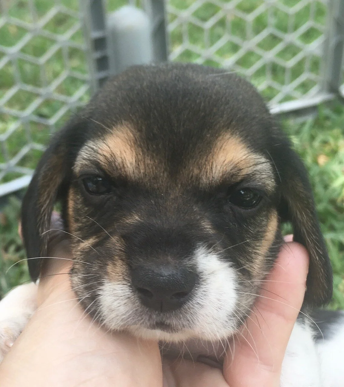 Orange 4wks