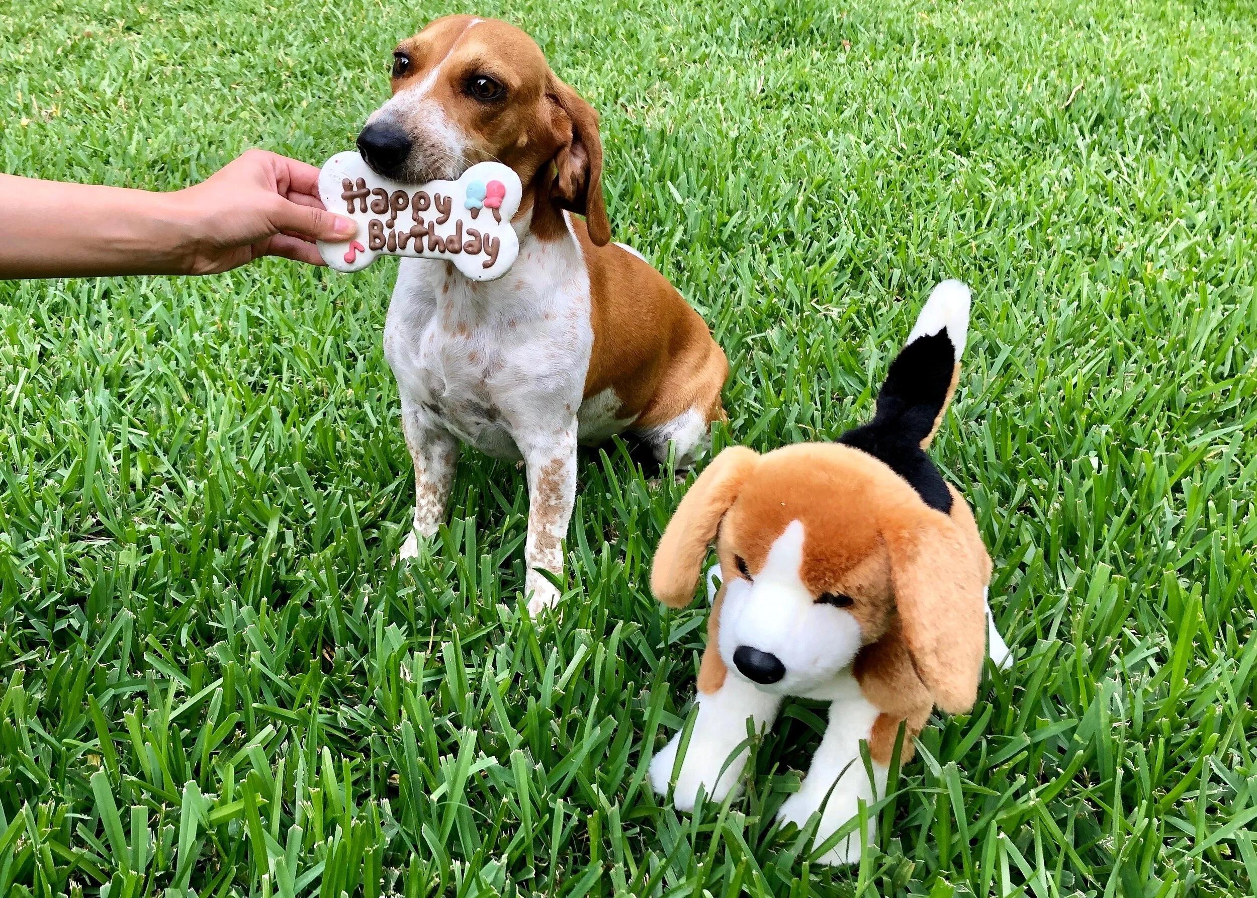 Elvis the Queen 26lbs