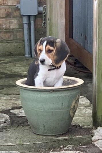 Barkley mar 2020.JPG