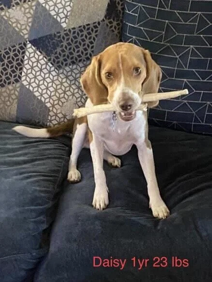 Daisy (Aqua) 1yr 23lbs