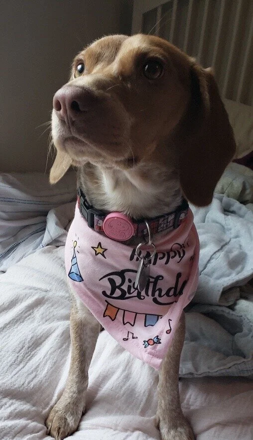 Jinx (Green) 1yr 20lbs