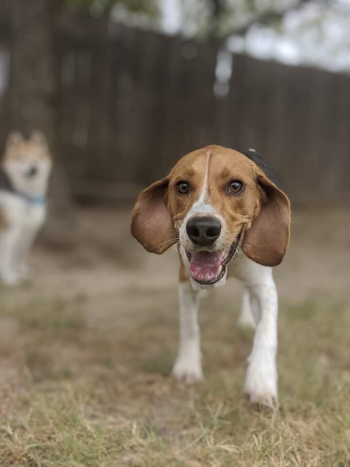 Buddy (Red) 1yr 35lbs