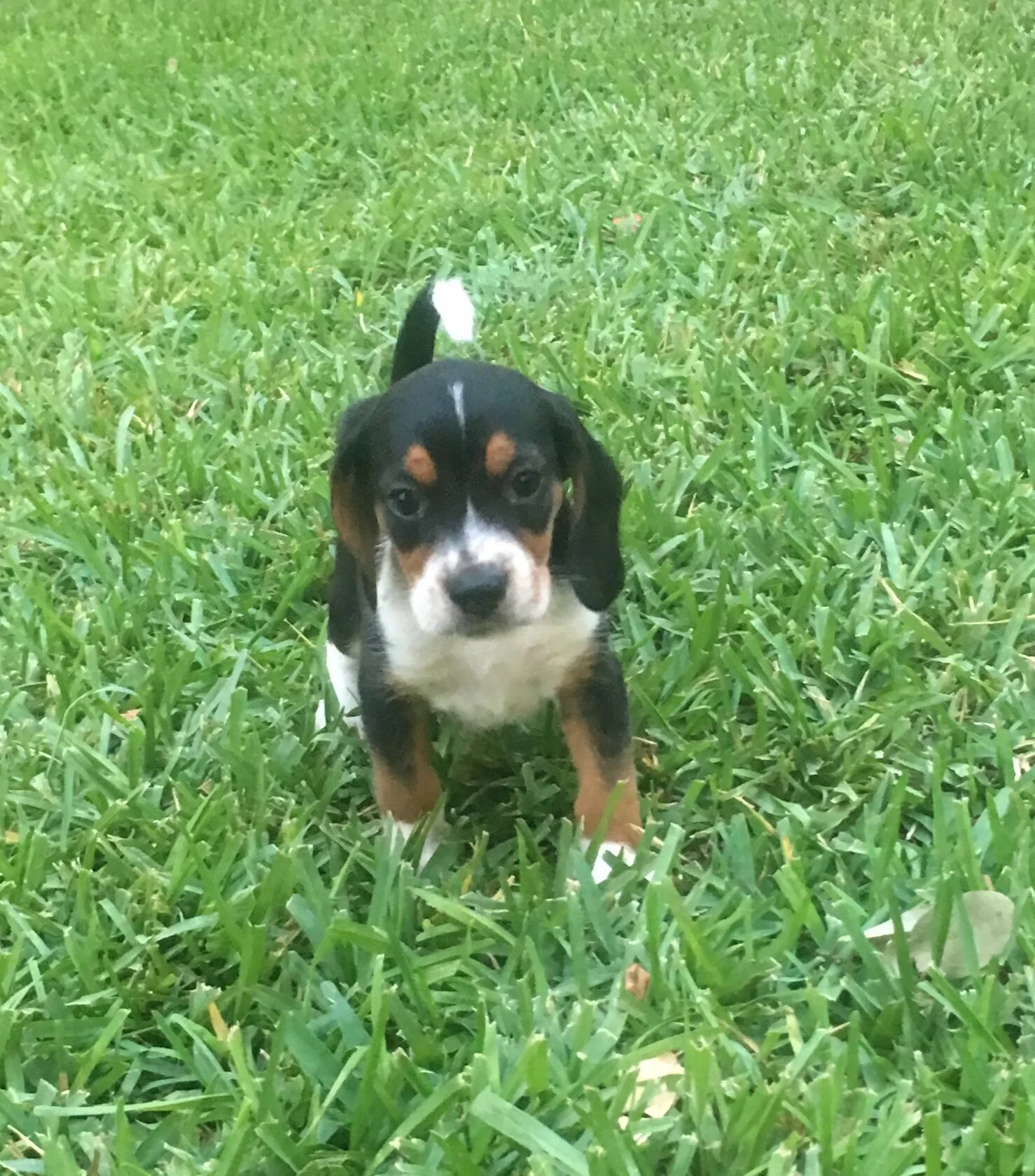 Chief (Black)