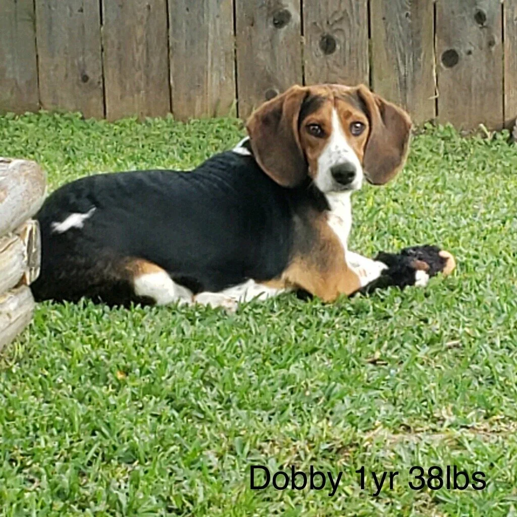 Dobby (Orange) 1yr 38lbs