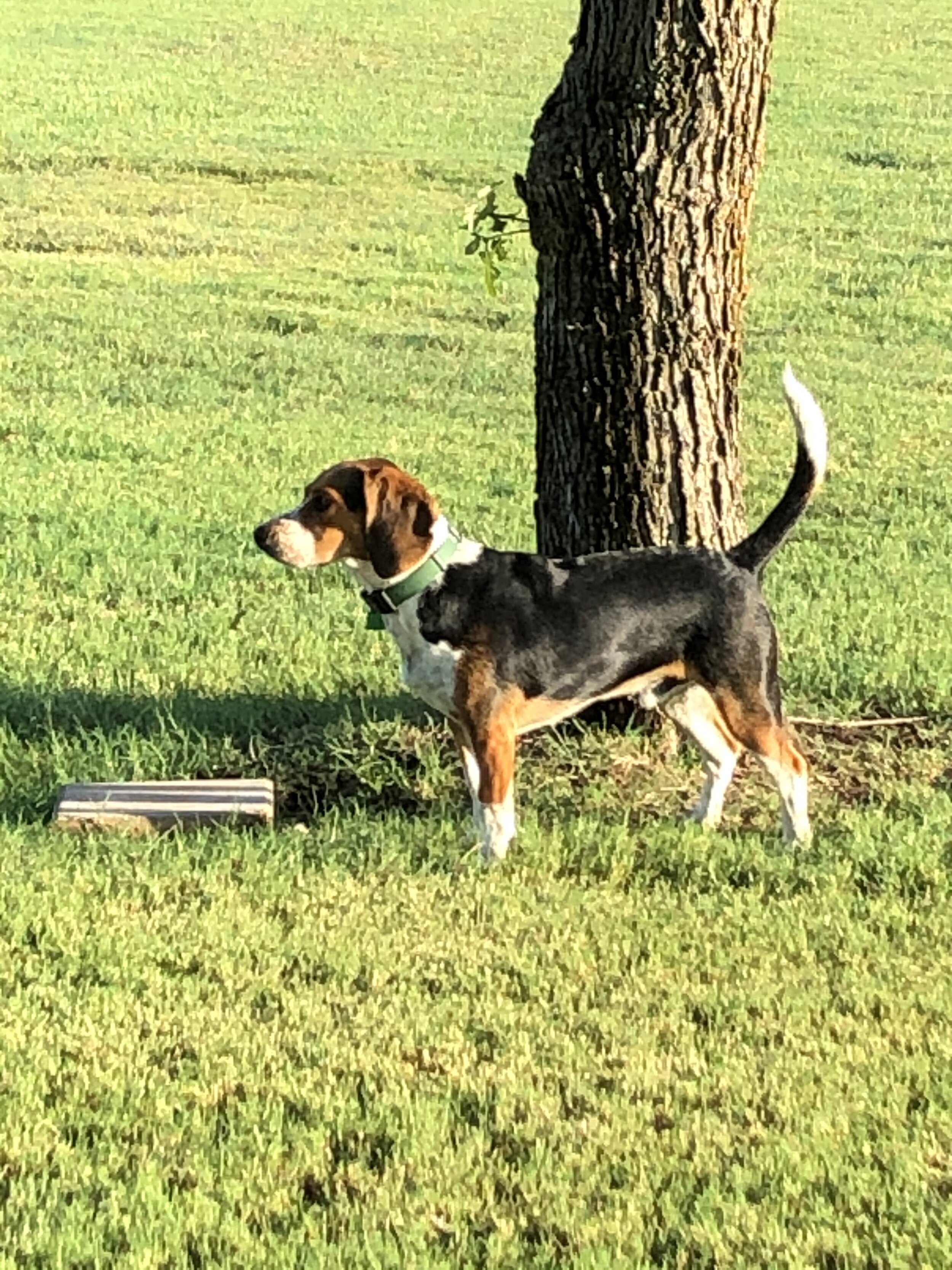 Earl (Green) 1yr 26lbs