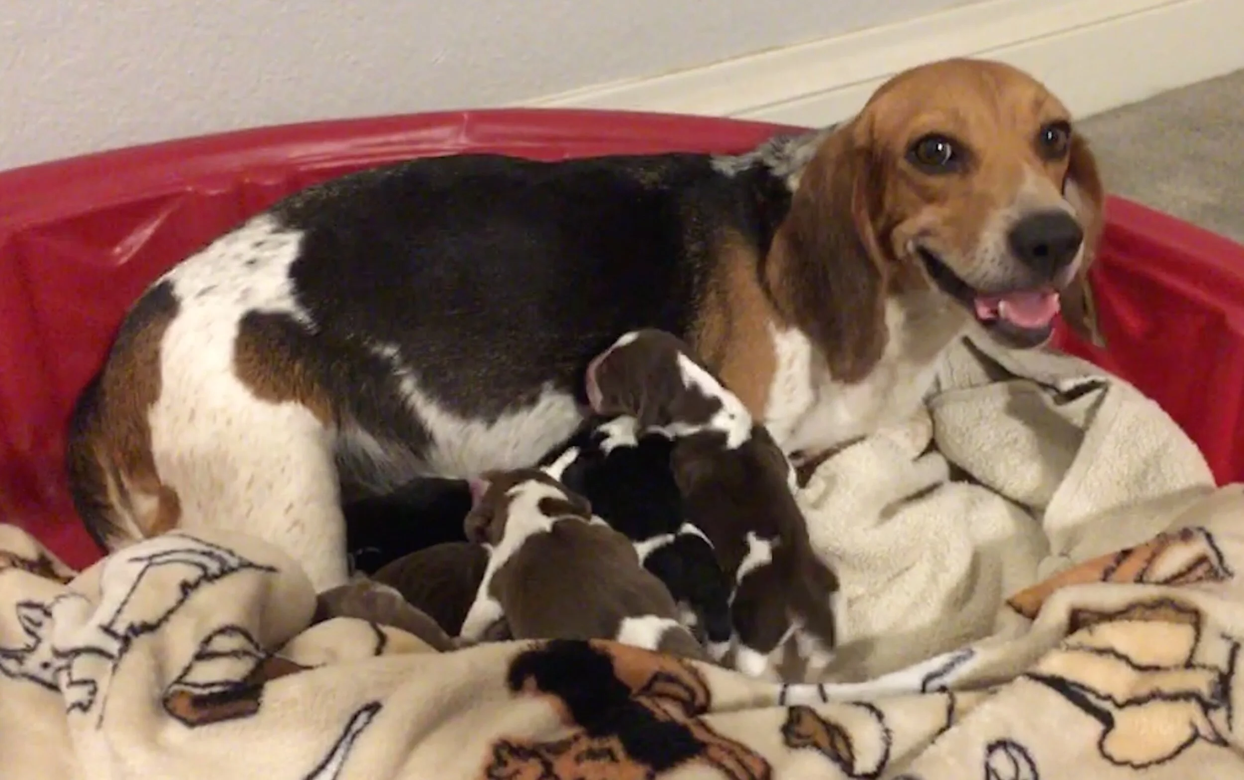 Shiloh DoB 7-25-19.jpg