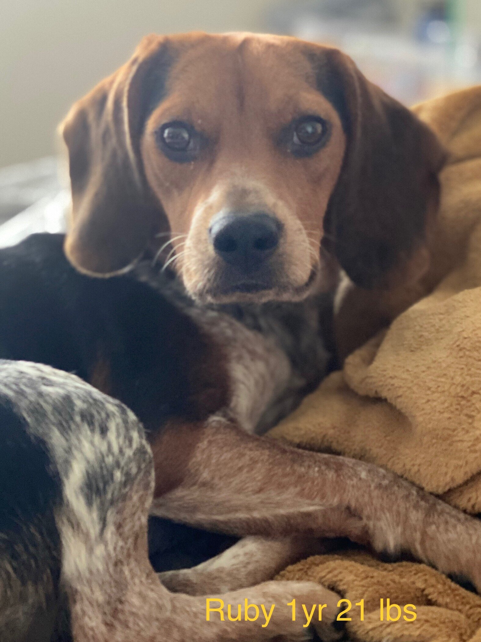 Ruby (Red) 1yr 21lbs