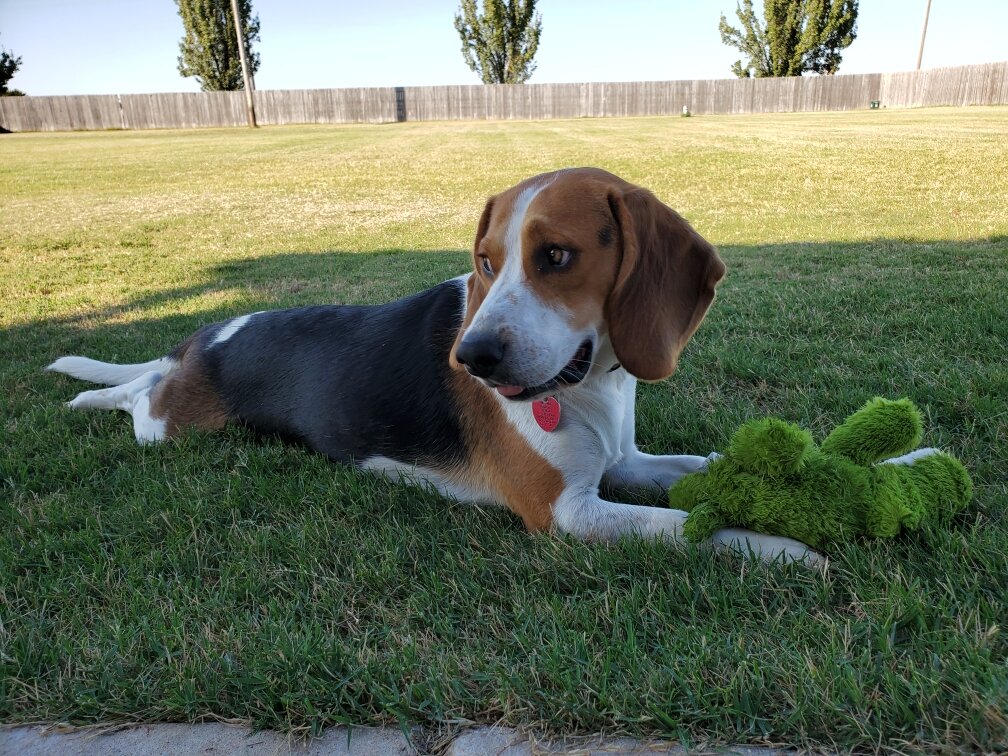 Tucker (Blue) 1yr 37lbs