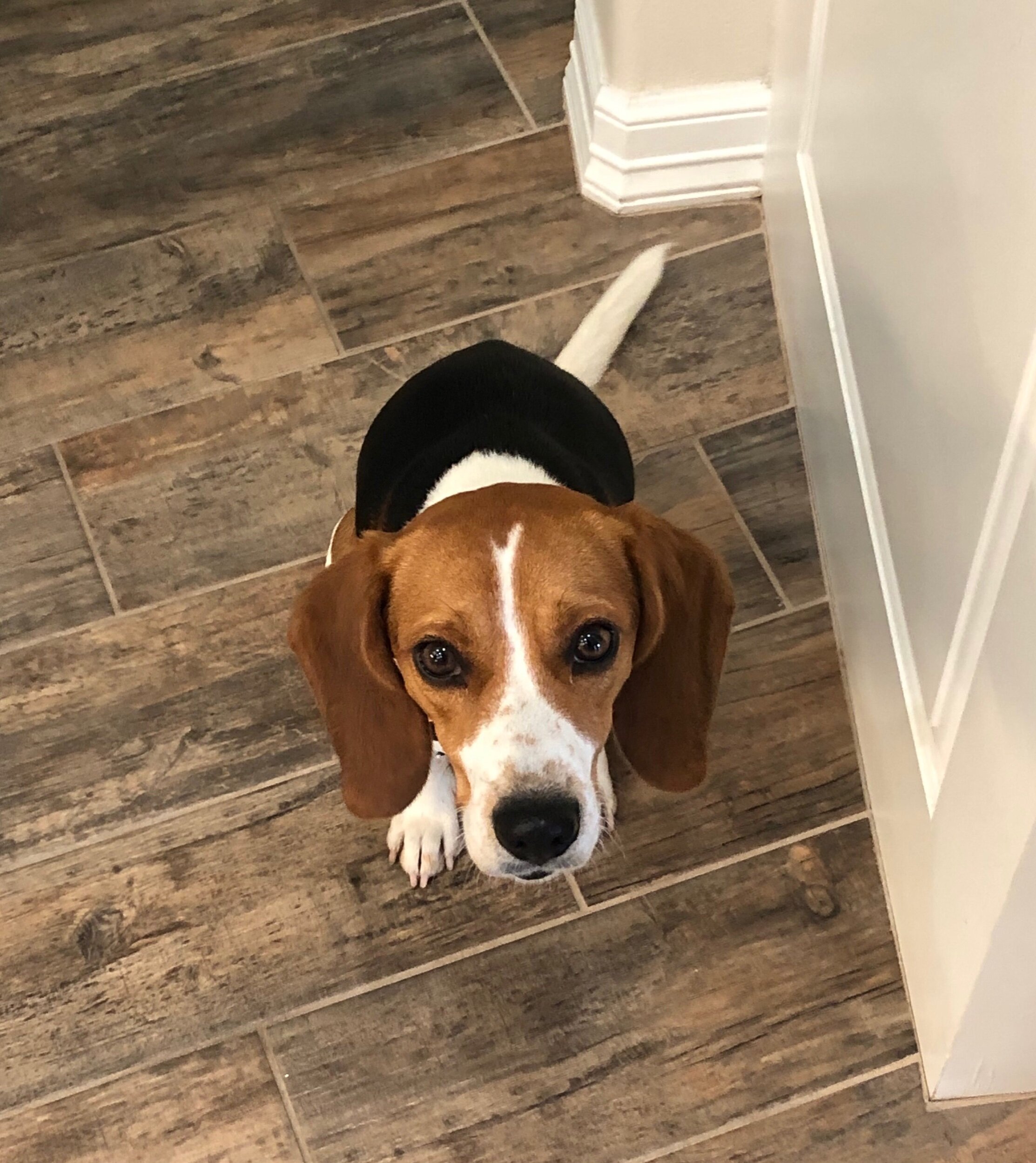 Lola (Aqua) 1yr 20lbs