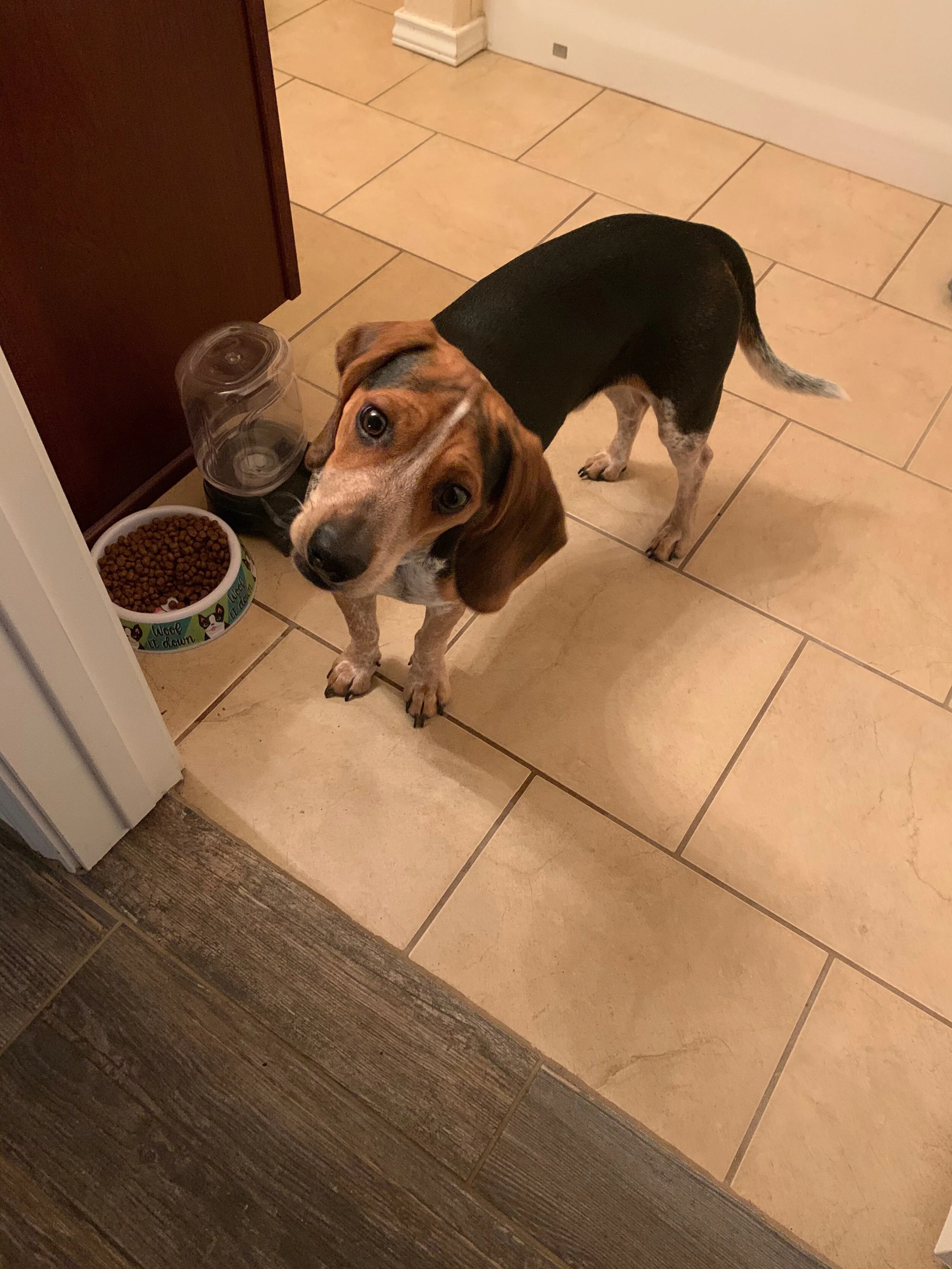 Baxter (Blue) 1yr 20lbs