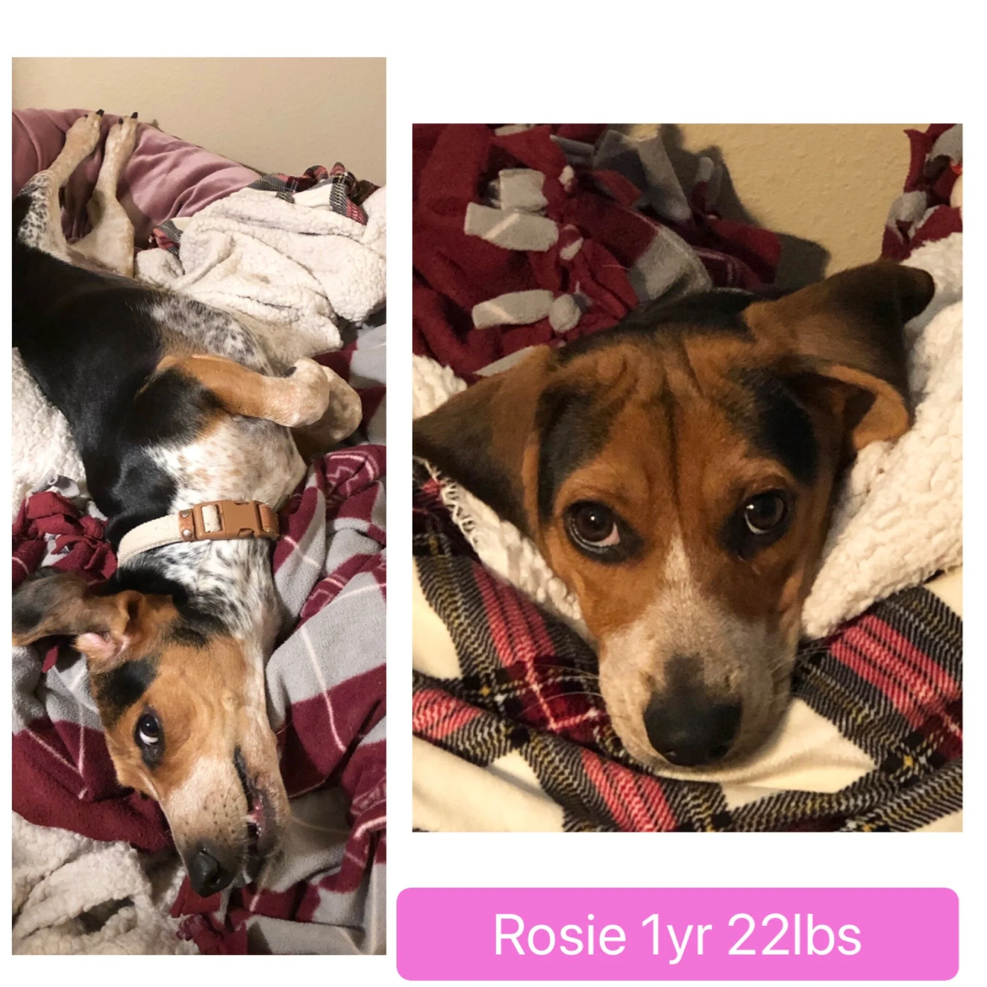 Rosie 1yr 22lbs