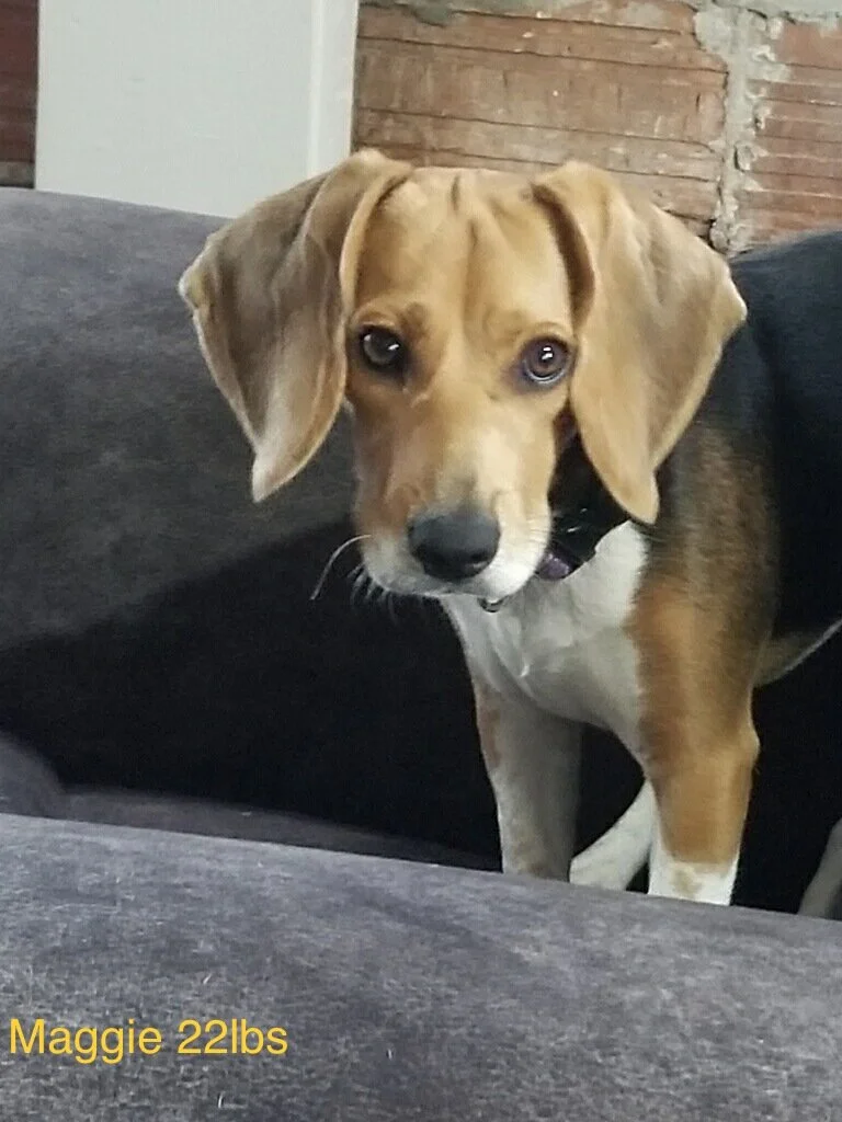 Maggie 1yr 22lbs 