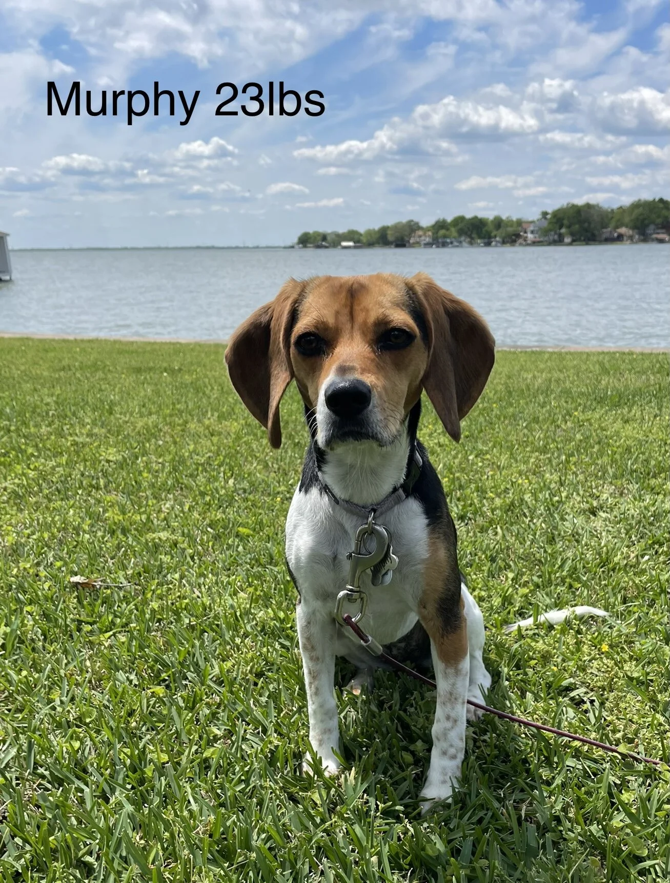 Murphy 1yr 23lbs 