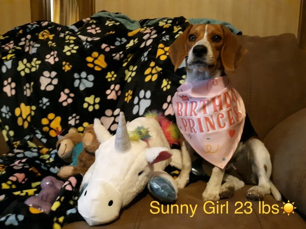 Sunny 1yr 23 lbs