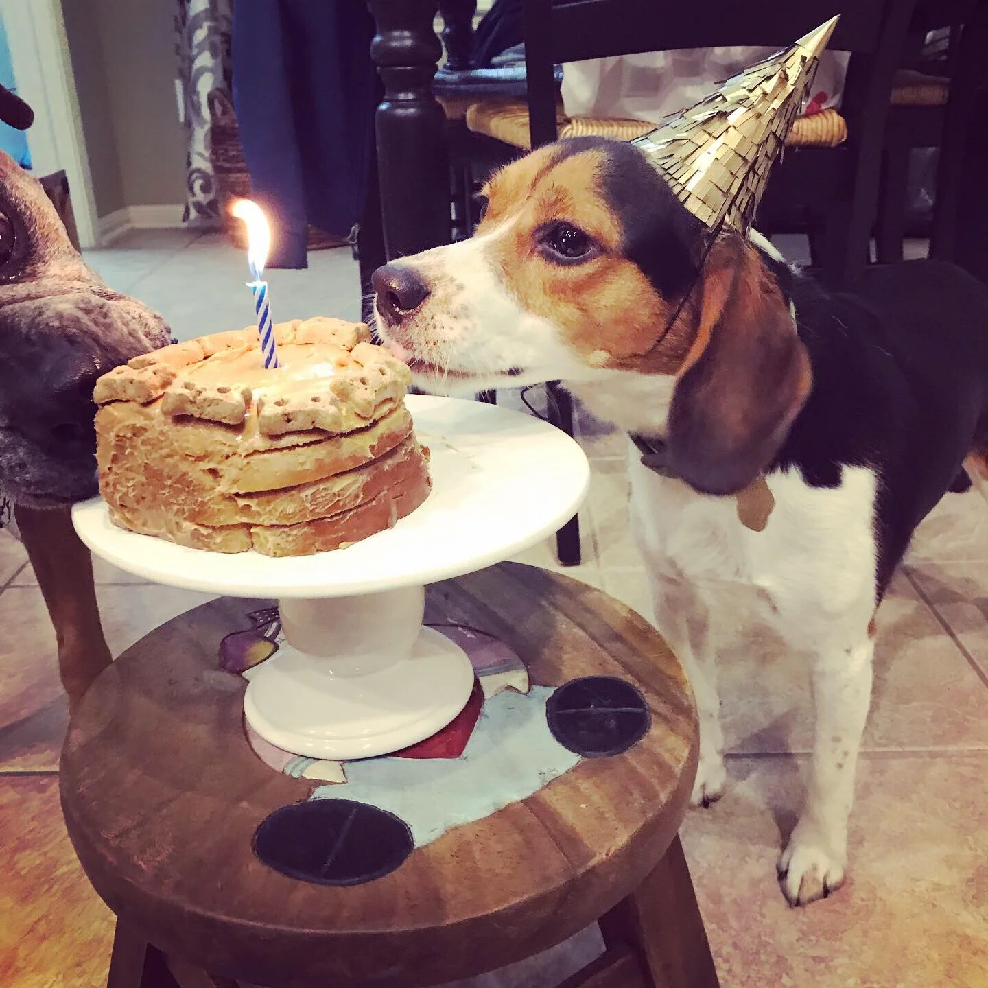 jasper Jr Raz 1 yr.JPG