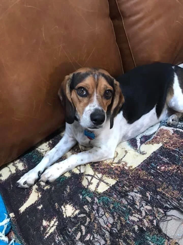 Jasper jr Raz July 2020.JPG