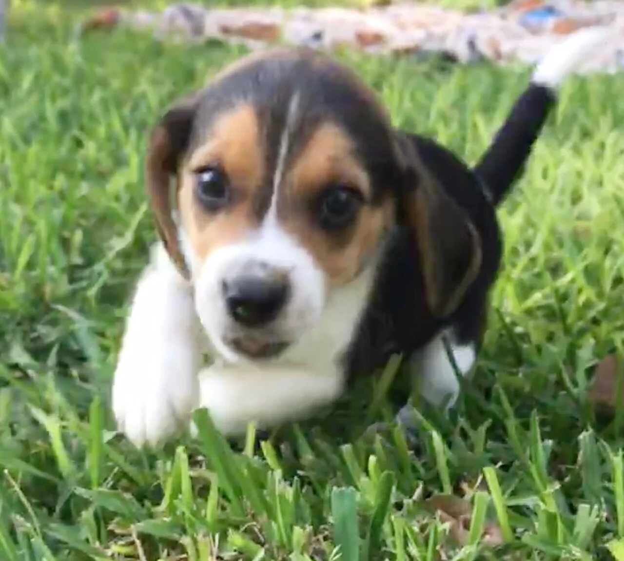 Enzo