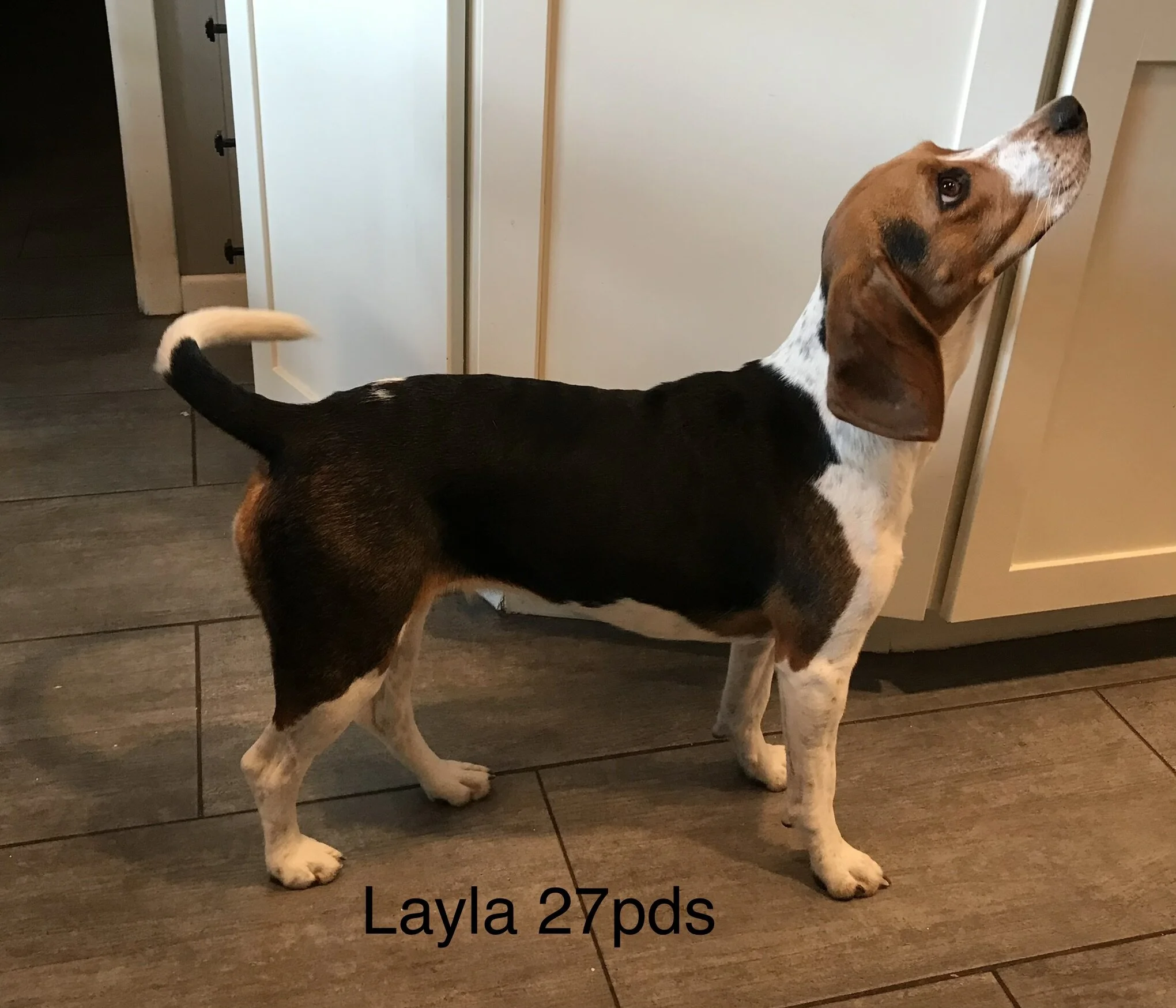 Layla 27lbs