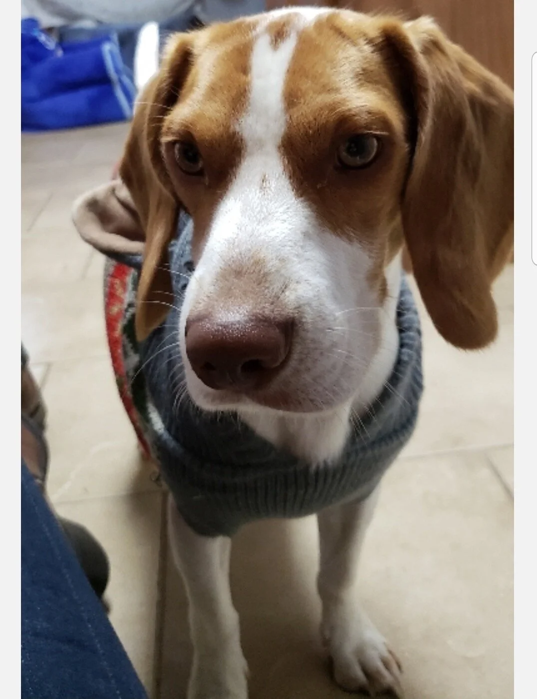 Snoop (Gracie 2020 litter)