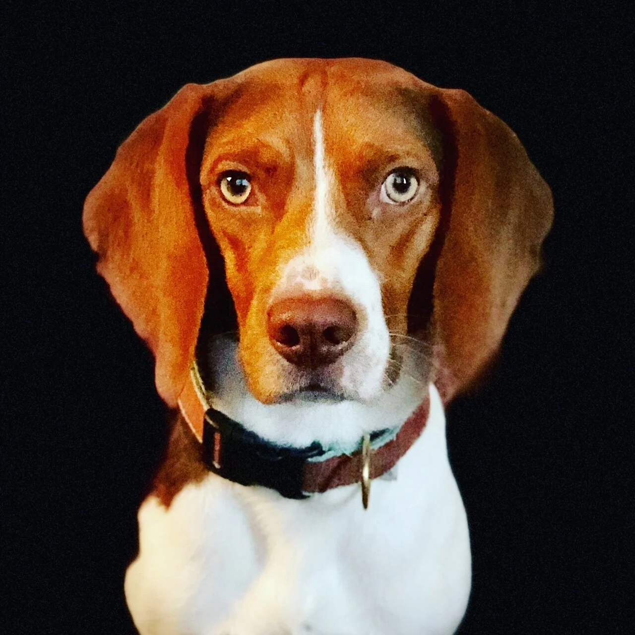 Ruger (Gracie 2021 litter)