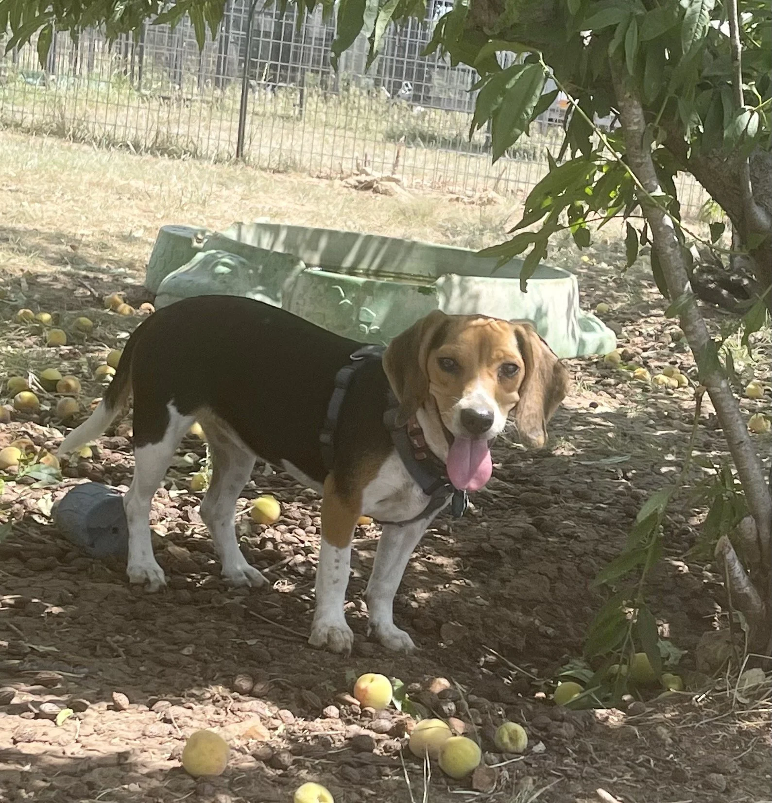 Willow 9-21.jpg