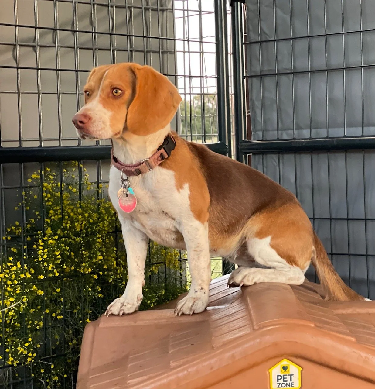 maddie dhouse b.jpeg