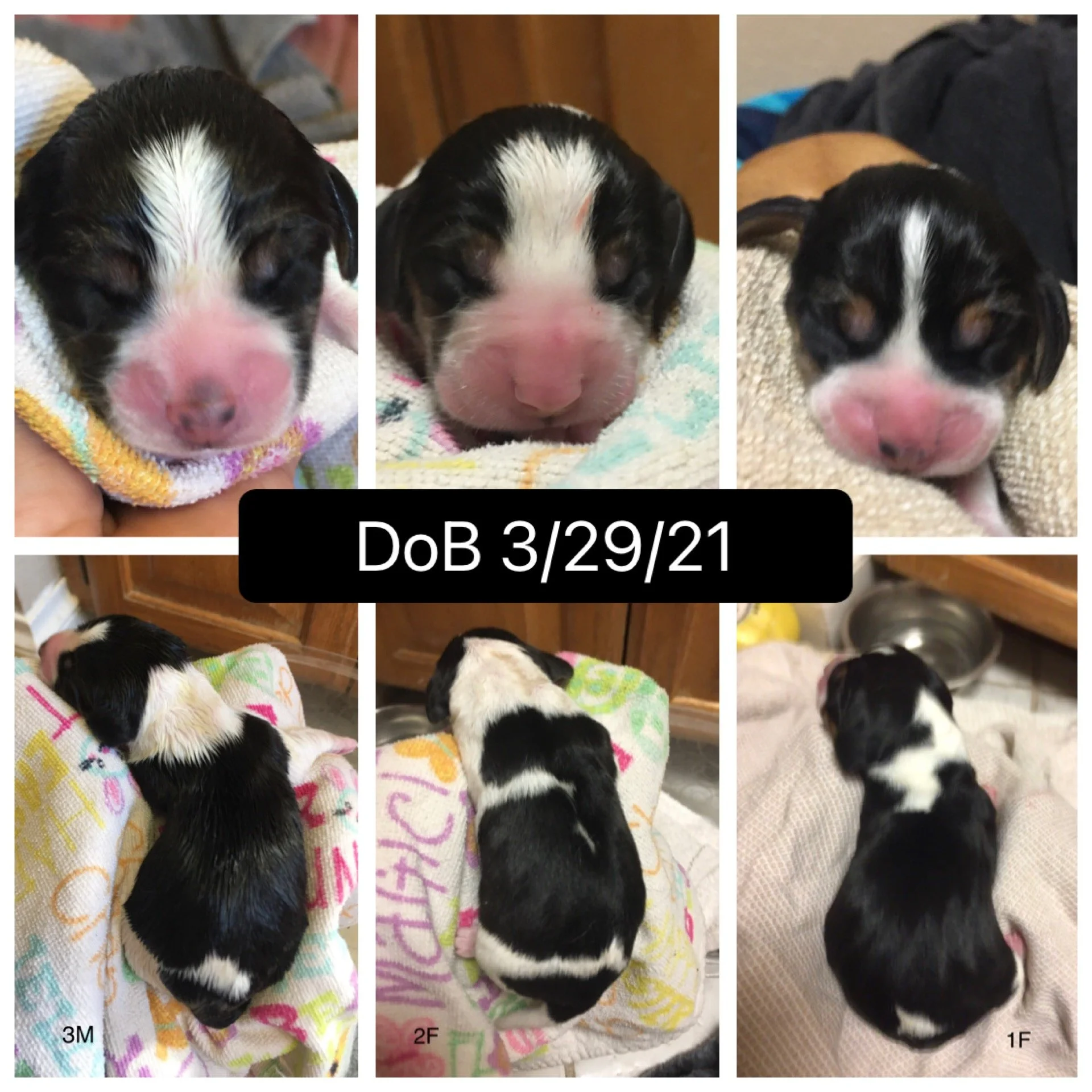 DoB 3-29-21.JPG