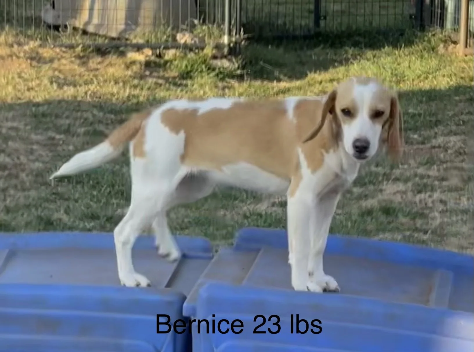 bernice 3-22.jpeg