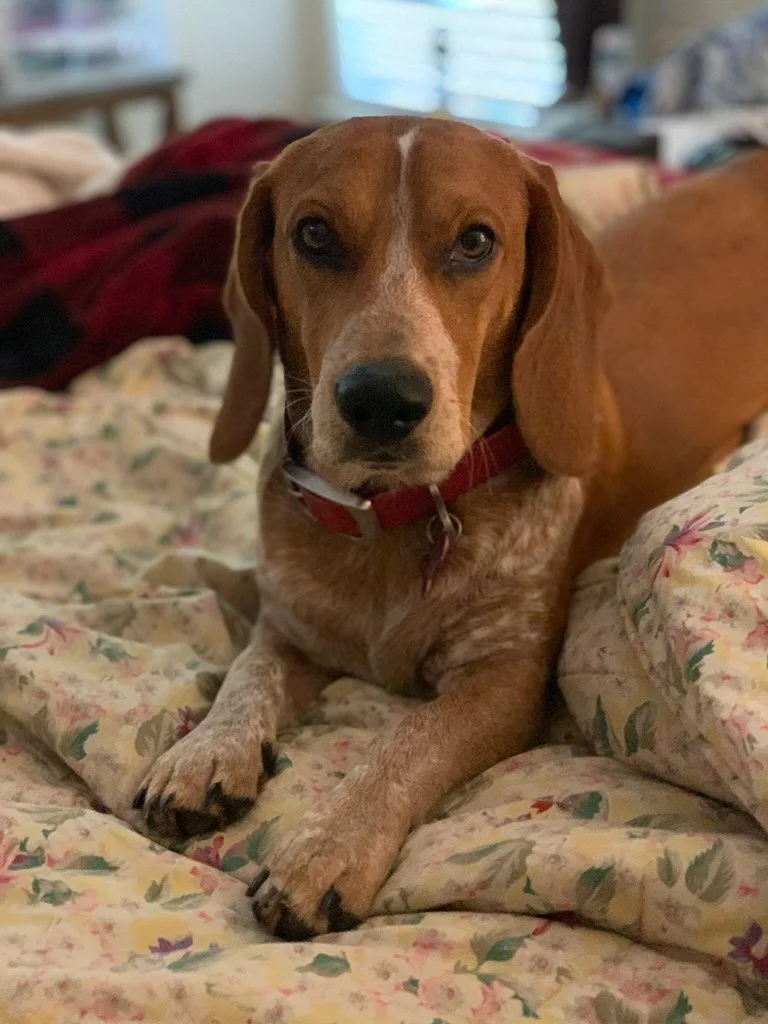 Russo (Jenny 2-2022 litter)