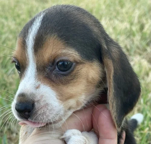 Rusty