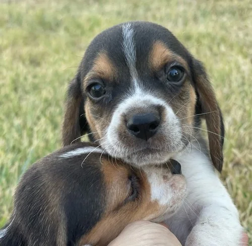 Bandit