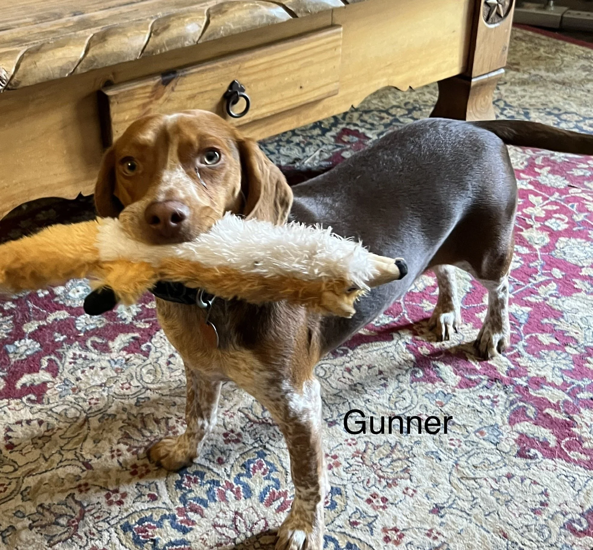 IMG_1682.jpeg