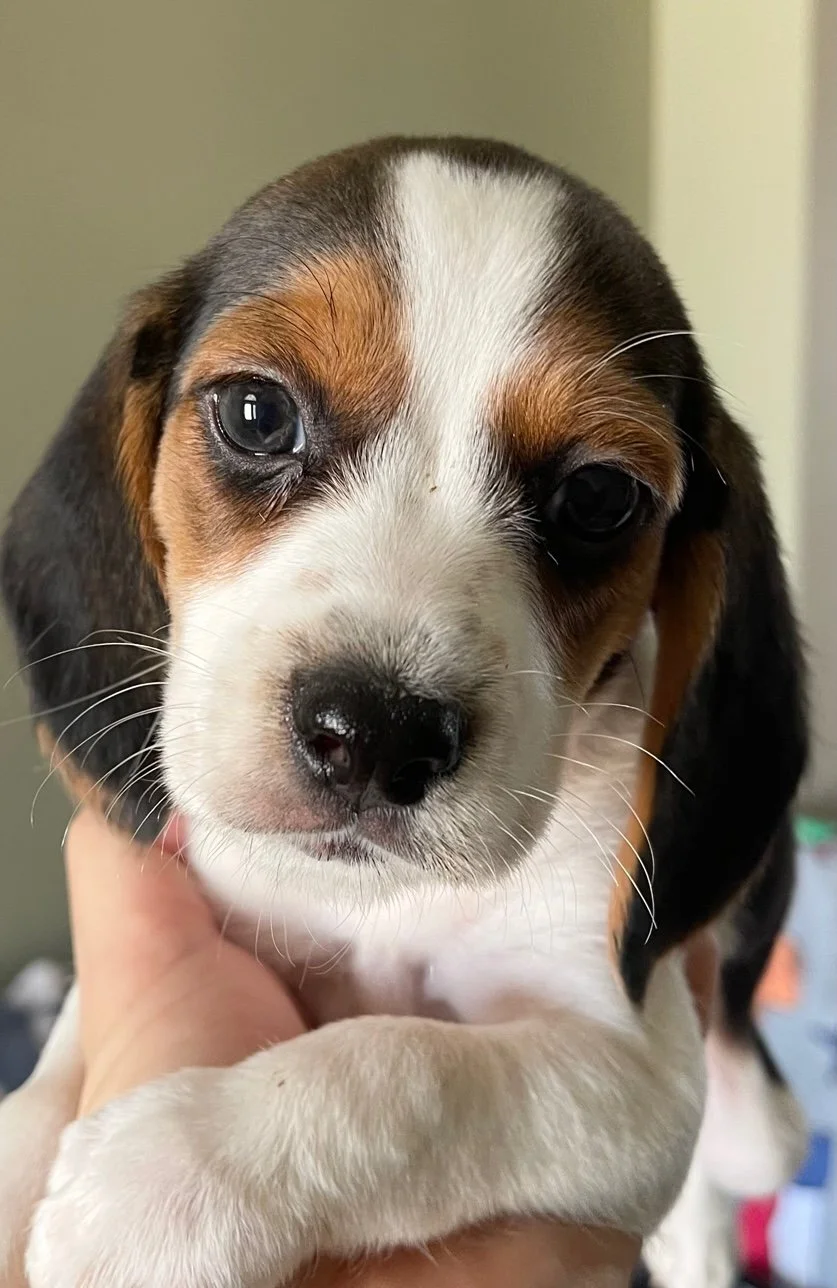 Cooper