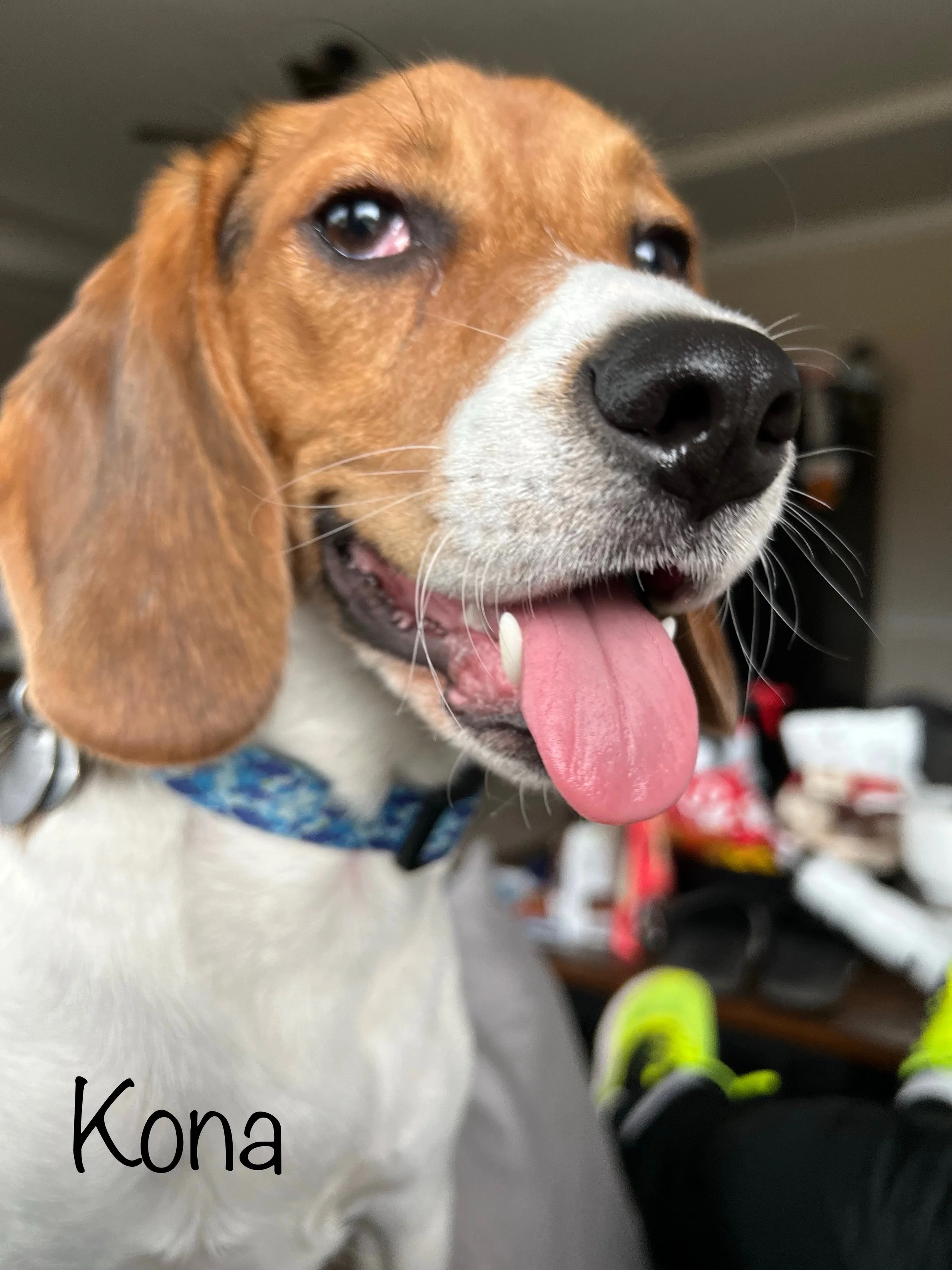 kona 1yr.jpeg