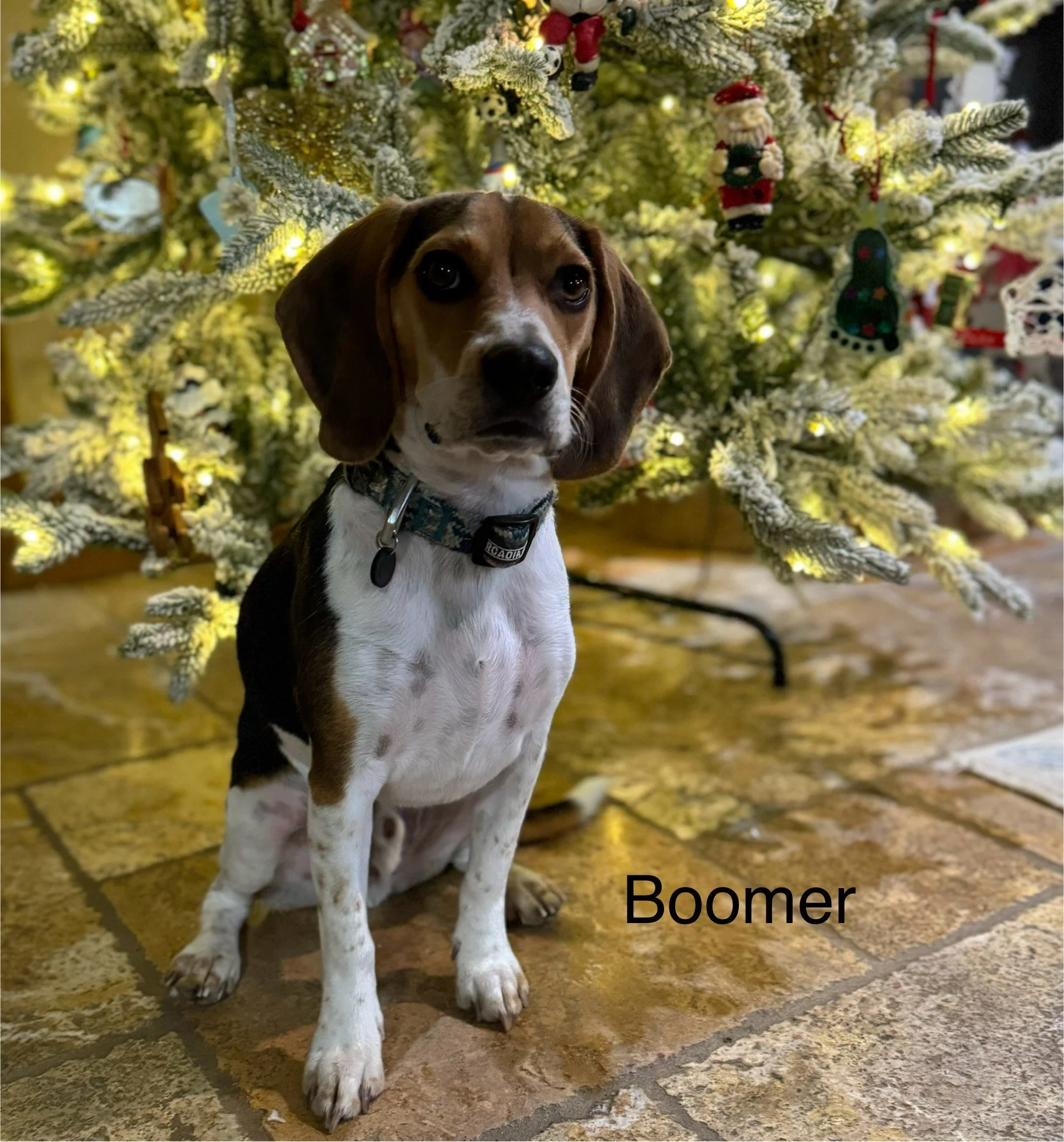 Boomer